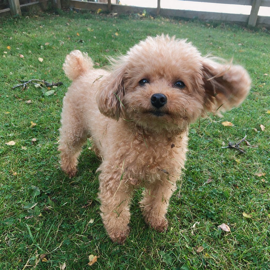 Toy poodle