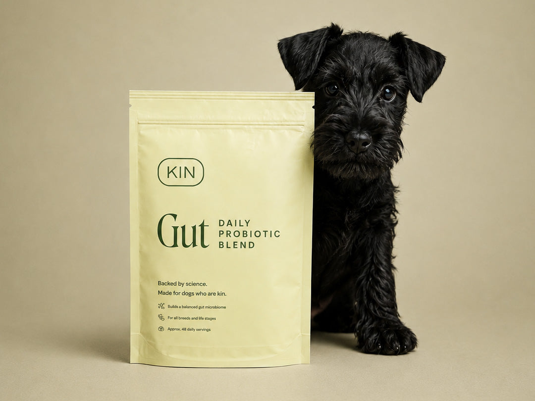 KIN Gut. Probiotic powder for dogs.
