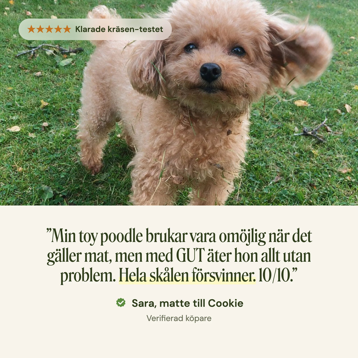 Recension från Sara, matte till toy poodlen Cookie: Hela skålen försvinner. 10/10.