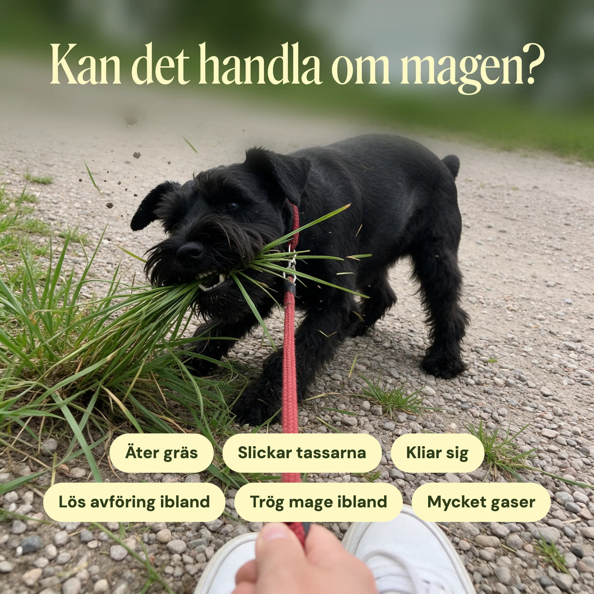 Kan det handla om magen? Hund som äter gräs, med signaler som slickar tassarna, kliar sig och lös avföring ibland.