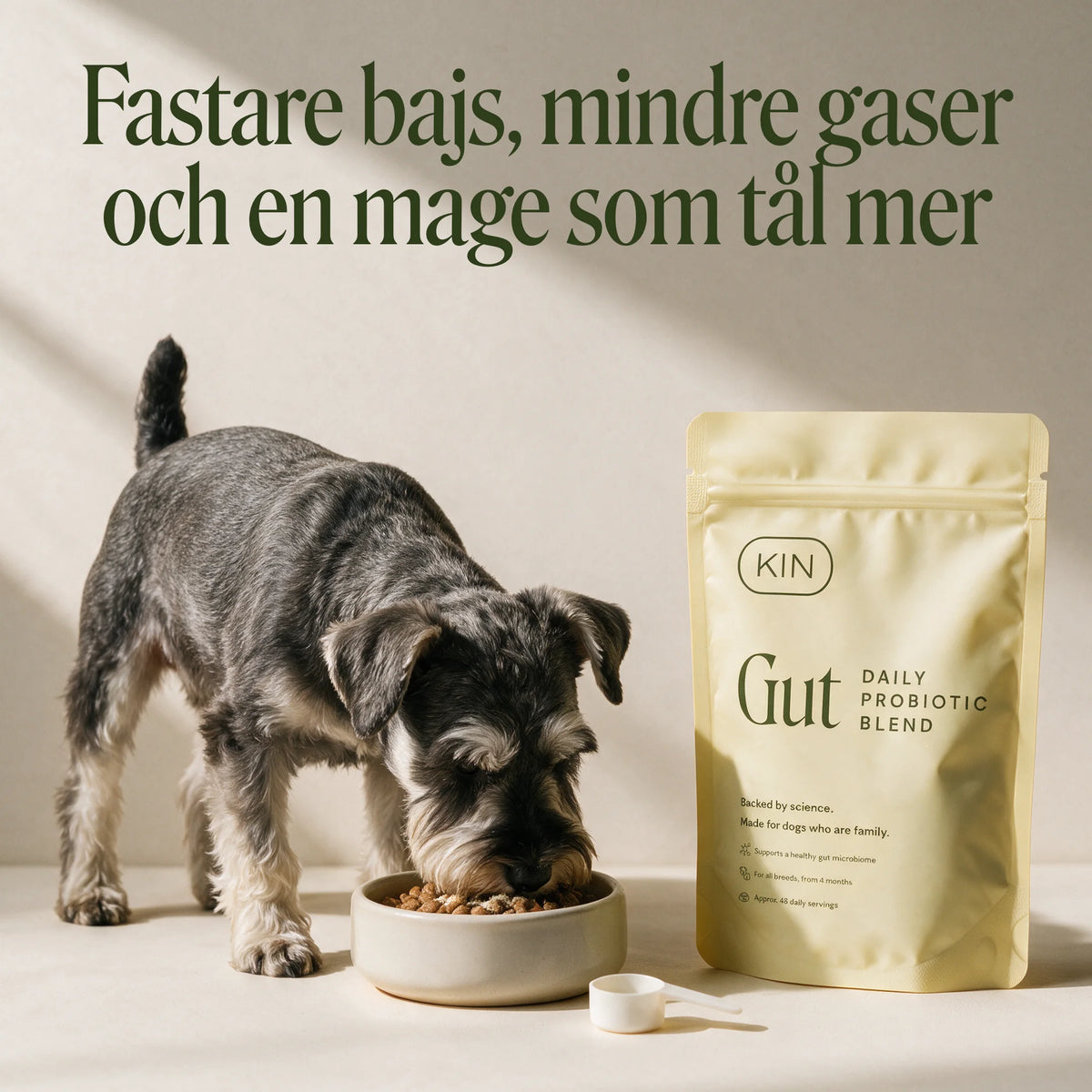 Dvärgschnauzer som äter ur en skål med GUT-pulver inblandat i fodret, bredvid en påse KIN GUT